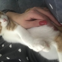 Tekir Kedi, Kedi  Limon fotoğrafı