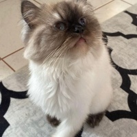 Chinchilla, Kedi  Miya fotoğrafı