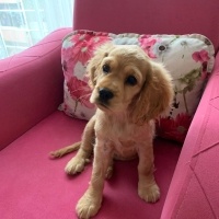 İngiliz Cocker Spaniel, Köpek  Eva fotoğrafı