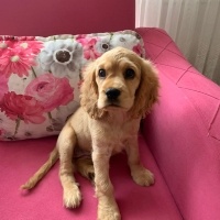 İngiliz Cocker Spaniel, Köpek  Eva fotoğrafı