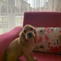 İngiliz Cocker Spaniel, Köpek  Eva fotoğrafı