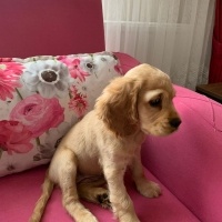 İngiliz Cocker Spaniel, Köpek  Eva fotoğrafı