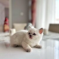 British Shorthair, Kedi  British 1 fotoğrafı