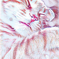 Brazilian Shorthair, Kedi  Hardal fotoğrafı