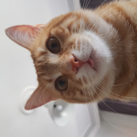 Brazilian Shorthair, Kedi  Hardal fotoğrafı