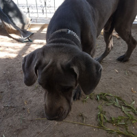Cane Corso Italiano, Köpek  Pasha fotoğrafı