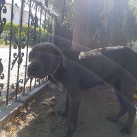 Cane Corso Italiano, Köpek  Pasha fotoğrafı
