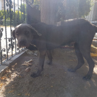 Cane Corso Italiano, Köpek  Pasha fotoğrafı