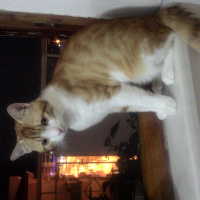 Tekir Kedi, Kedi  Rıfkı fotoğrafı