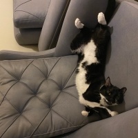 Tuxedo (Smokin) Kedi, Kedi  Zeytin fotoğrafı