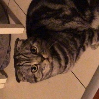Scottish Fold, Kedi  Prens fotoğrafı