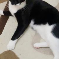 Tuxedo (Smokin) Kedi, Kedi  oyuncu kedi duman fotoğrafı