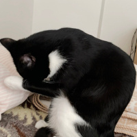 Tuxedo (Smokin) Kedi, Kedi  oyuncu kedi duman fotoğrafı