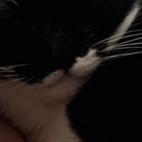 Tuxedo (Smokin) Kedi, Kedi  oyuncu kedi duman fotoğrafı