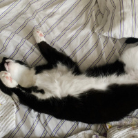 Tuxedo (Smokin) Kedi, Kedi  oyuncu kedi duman fotoğrafı