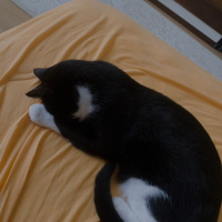 Tuxedo (Smokin) Kedi, Kedi  oyuncu kedi duman fotoğrafı