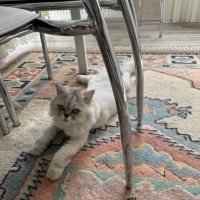 Chinchilla, Kedi  Prens fotoğrafı