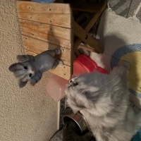 Chinchilla, Kedi  Prens fotoğrafı