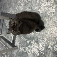 Chinchilla, Kedi  Prens fotoğrafı