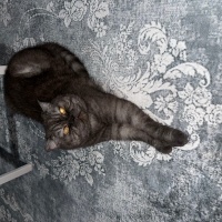 Chinchilla, Kedi  Prens fotoğrafı