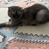 Chinchilla, Kedi  Prens fotoğrafı