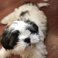 Shih Tzu, Köpek  Whisper fotoğrafı