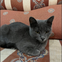 British Shorthair, Kedi  mırmırsu fotoğrafı