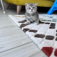 Scottish Fold, Kedi  scottish straight fotoğrafı