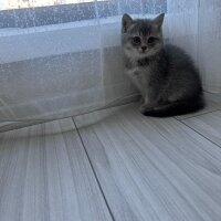 Scottish Fold, Kedi  scottish straight fotoğrafı