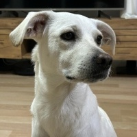 Türk Tazısı, Köpek  THOR fotoğrafı