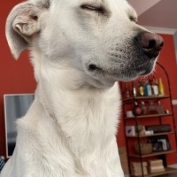 Türk Tazısı, Köpek  THOR fotoğrafı