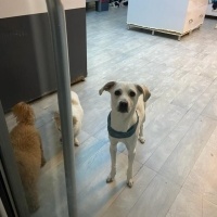 Türk Tazısı, Köpek  THOR fotoğrafı