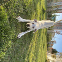 Türk Tazısı, Köpek  THOR fotoğrafı