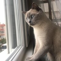 Colorpoint Shorthair, Kedi  Badem fotoğrafı