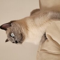 Colorpoint Shorthair, Kedi  Badem fotoğrafı