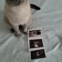 Colorpoint Shorthair, Kedi  Badem fotoğrafı