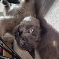 Colorpoint Shorthair, Kedi  Badem fotoğrafı