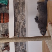 British Shorthair, Kedi  Paşa fotoğrafı