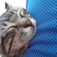 Tekir Kedi, Kedi  COK ACIL YUVA SOKAGA GITMESIN :( fotoğrafı