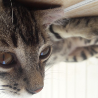 Tekir Kedi, Kedi  COK ACIL YUVA SOKAGA GITMESIN :( fotoğrafı