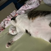 Tekir Kedi, Kedi  Paşa fotoğrafı