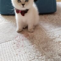 British Shorthair, Kedi  Köpük fotoğrafı