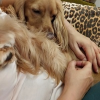 İngiliz Cocker Spaniel, Köpek  LADY fotoğrafı
