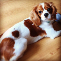 Cavalier King Charles Spanieli, Köpek  Tarçın fotoğrafı