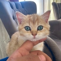 British Shorthair, Kedi  Paşa fotoğrafı