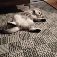 British Shorthair, Kedi  Mia fotoğrafı