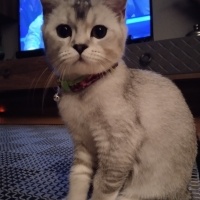 British Shorthair, Kedi  Mia fotoğrafı