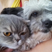 Scottish Fold, Kedi  ARTİST fotoğrafı