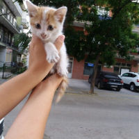 Tekir Kedi, Kedi  Balkız fotoğrafı