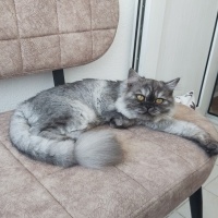 Scottish Fold, Kedi  MİA fotoğrafı